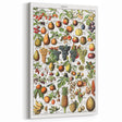 Vintage Botanical Art Prints – Fruits Collection Illustration