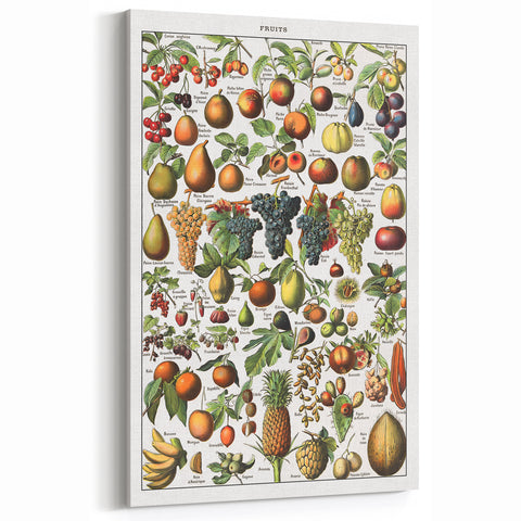 Vintage Botanical Art Prints – Fruits Collection Illustration
