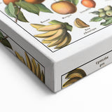 Vintage Botanical Art Prints – Fruits Collection Illustration