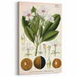 Vintage Botanical Art Prints – Gerbera Plant Illustration