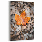 Single Autumn Leaf on Forest Floor – Fall Wall Art for Rustic Charm