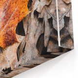 Single Autumn Leaf on Forest Floor – Fall Wall Art for Rustic Charm