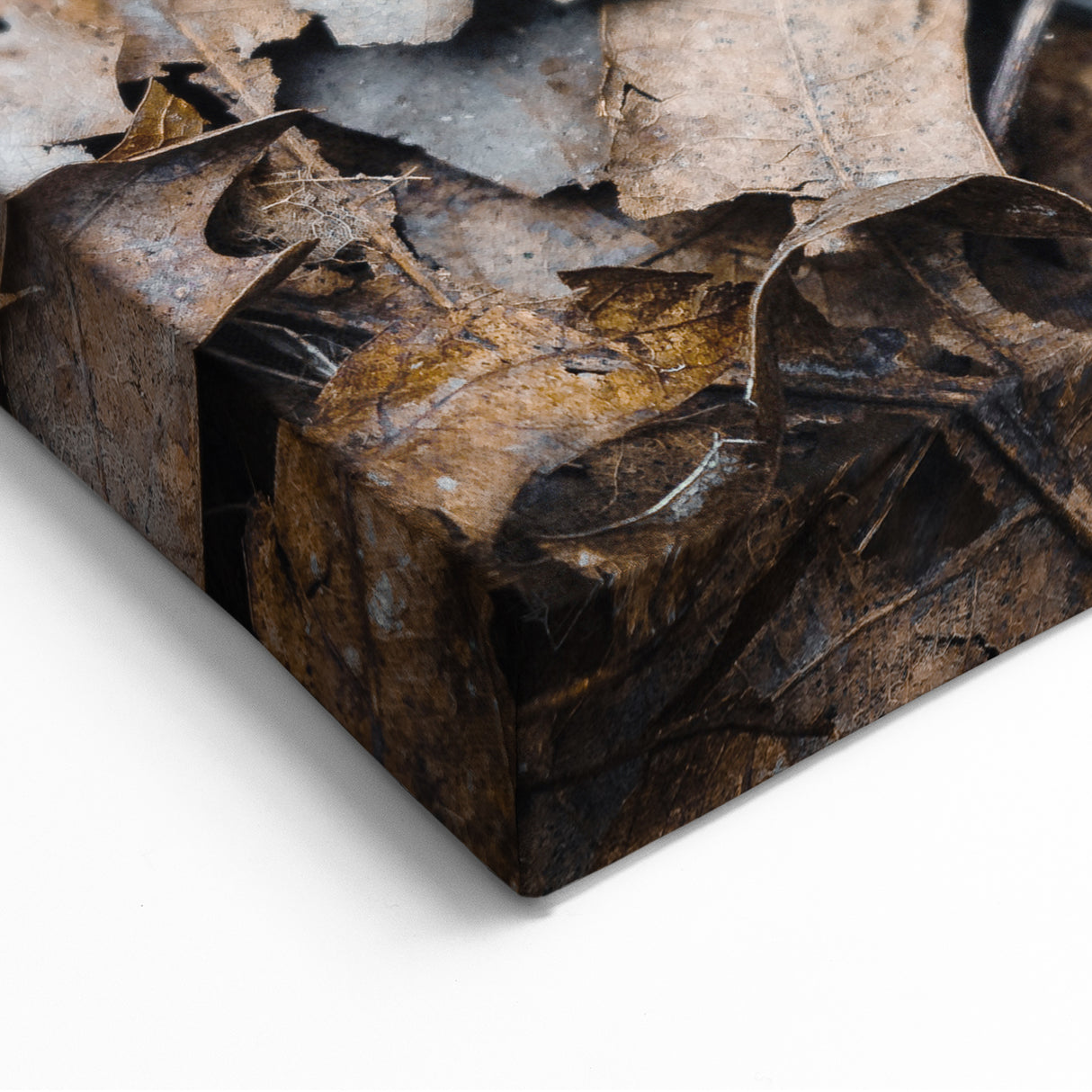 Single Autumn Leaf on Forest Floor – Fall Wall Art for Rustic Charm