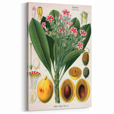 Vintage Botanical Art Print: Cerbera Tanghin Floral and Fruit Decor