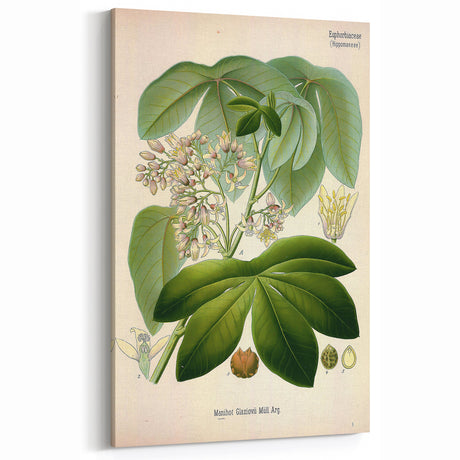 Vintage Botanical Art Print: Manihot Glaziovii Floral & Plant Decor