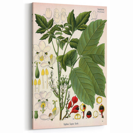 Vintage Botanical Art Print: Paullinia Cupana Floral & Plant Decor
