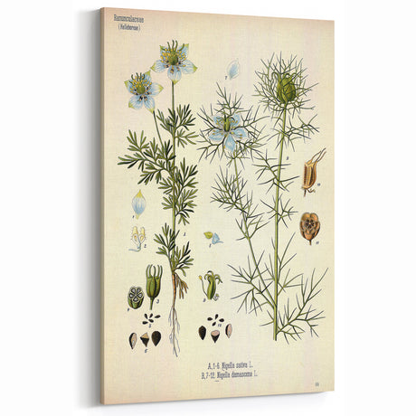 Vintage Botanical Art Print: Nigella Sativa & Nigella Damascena Decor