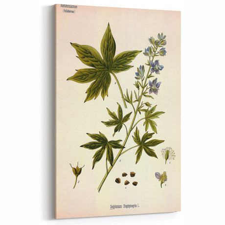 Vintage Botanical Illustration Art – Delphinium Staphysagria Wall Art
