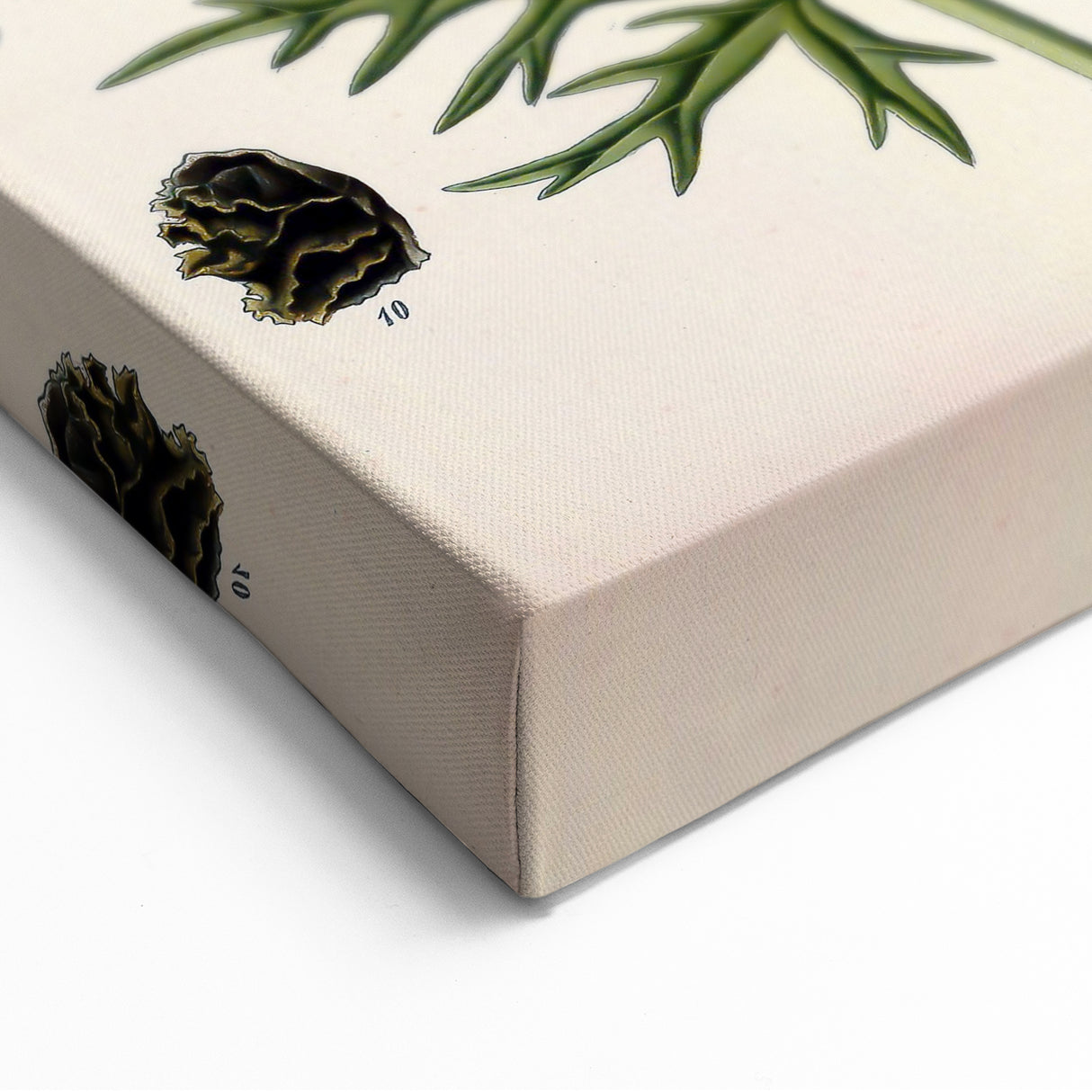 Vintage Botanical Illustration Art – Aconitum ferox Wallich Wall Art