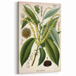Vintage Botanical Illustration Art – Castanea vesca Wall Art