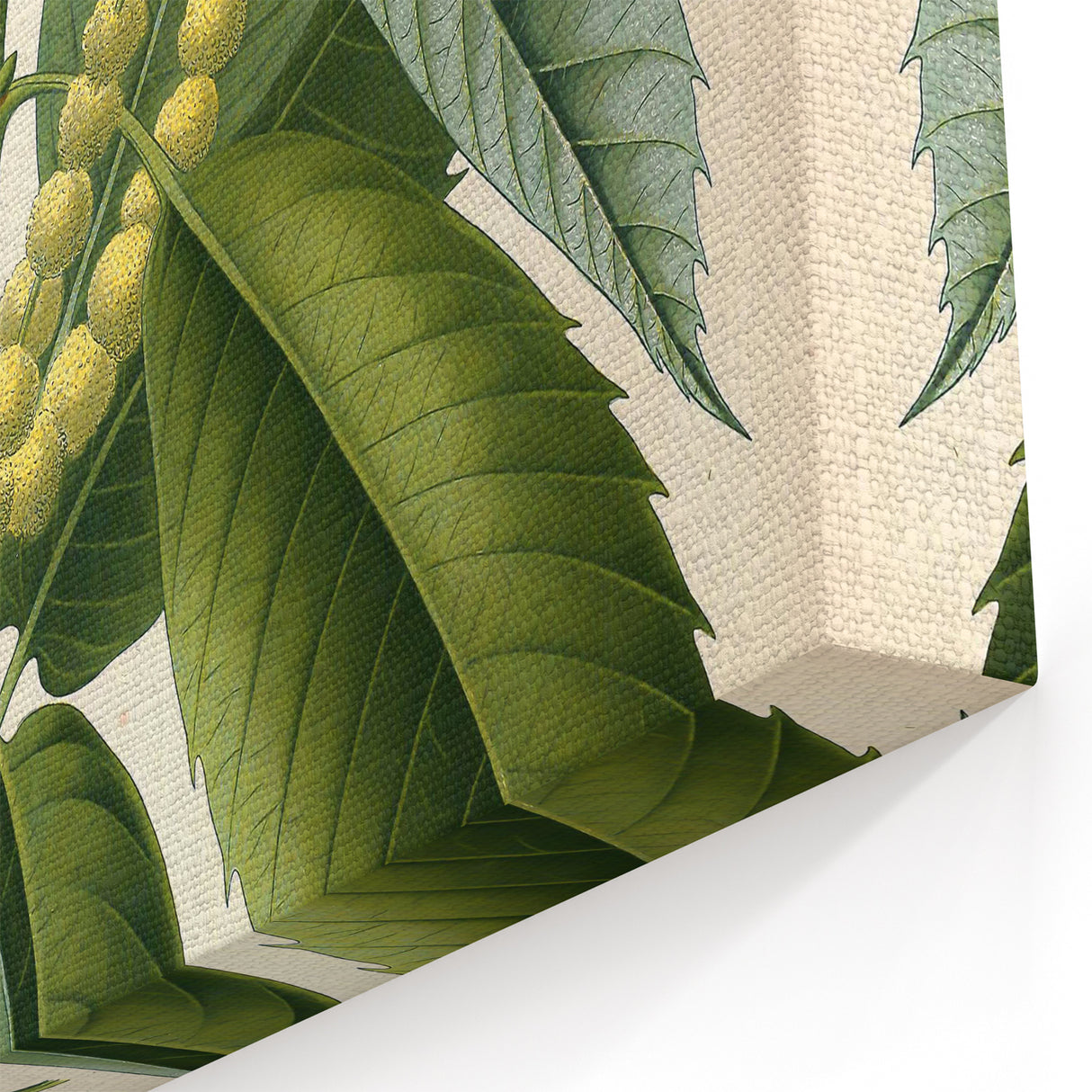 Vintage Botanical Illustration Art – Castanea vesca Wall Art