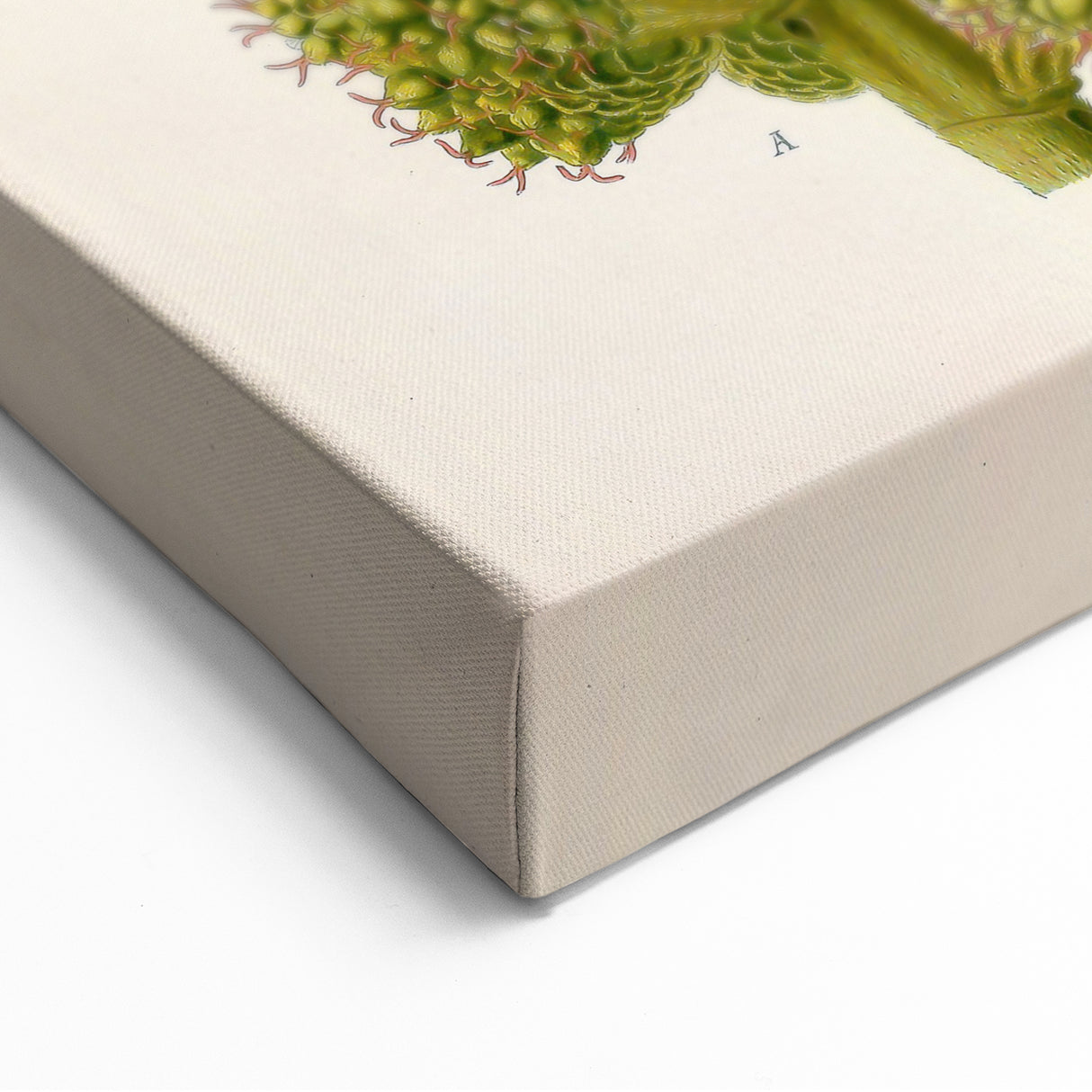 Vintage Botanical Illustration Art – Castilloa elastica Wall Art