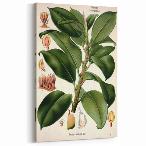 Vintage Botanical Illustration Art – Urostigma elasticum Wall Art
