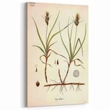 Vintage Botanical Illustration Art – Carex arenaria Wall Art