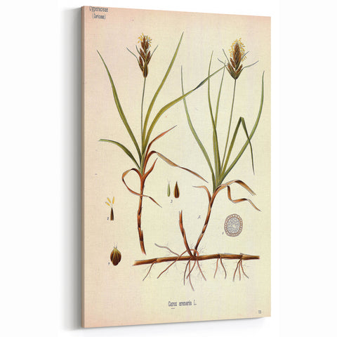 Vintage Botanical Illustration Art – Carex arenaria Wall Art