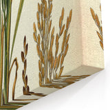 Vintage Botanical Illustration Art – Oryza sativa Wall Art