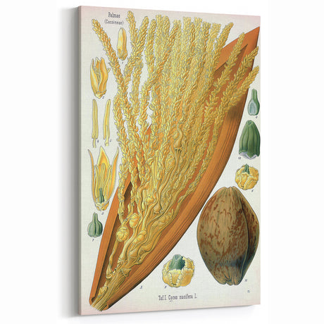 Vintage Botanical Illustration Art – Cocos nucifera Wall Art