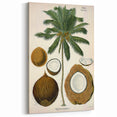 Vintage Botanical Illustration Art – Cocos nucifera Coconut Palm Wall Art