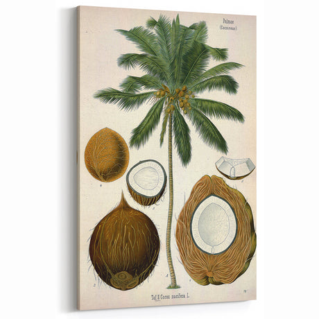 Vintage Botanical Illustration Art – Cocos nucifera Coconut Palm Wall Art