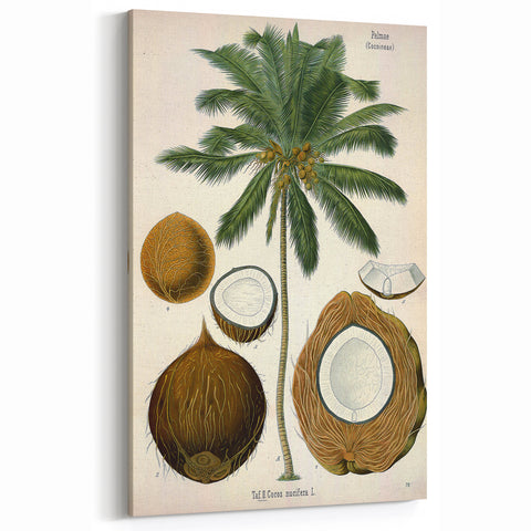 Vintage Botanical Illustration Art – Cocos nucifera Coconut Palm Wall Art