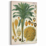 Vintage Botanical Illustration Art – Elaeis guineensis Oil Palm Wall Art