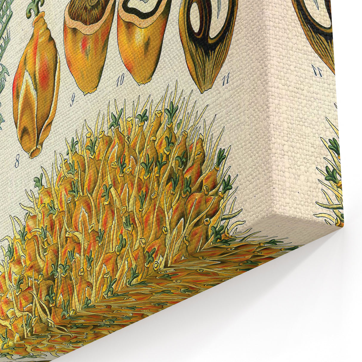 Vintage Botanical Illustration Art – Elaeis guineensis Oil Palm Wall Art