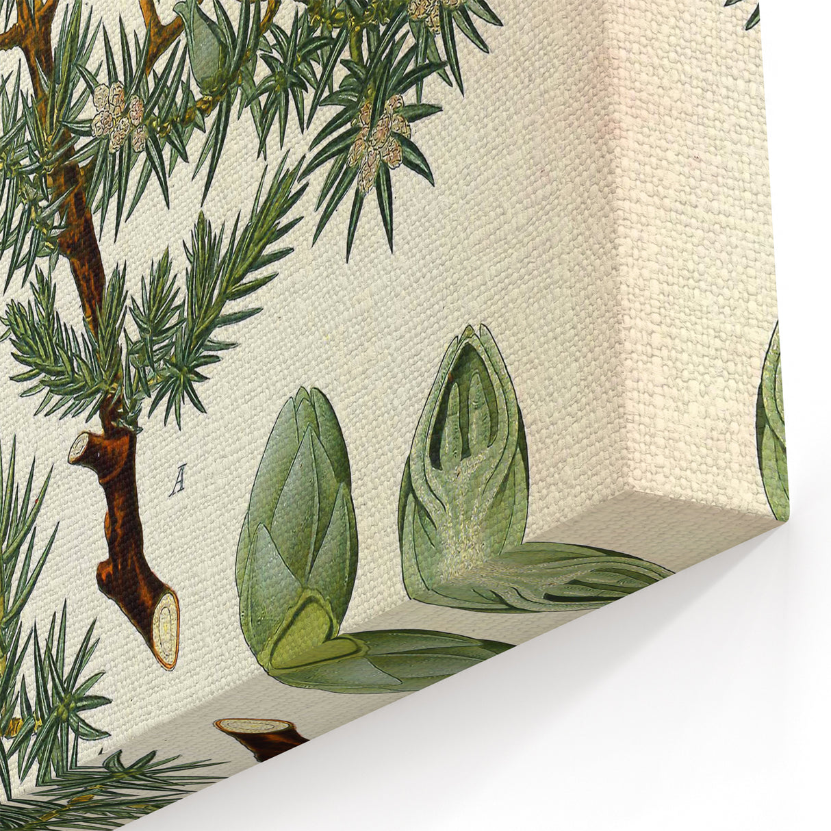 Vintage Botanical Illustration Art – Juniperus oxycedrus Wall Art