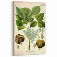 Vintage Botanical Illustration Art – Hevea brasiliensis Rubber Tree Wall Art