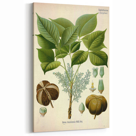 Vintage Botanical Illustration Art – Hevea brasiliensis Rubber Tree Wall Art