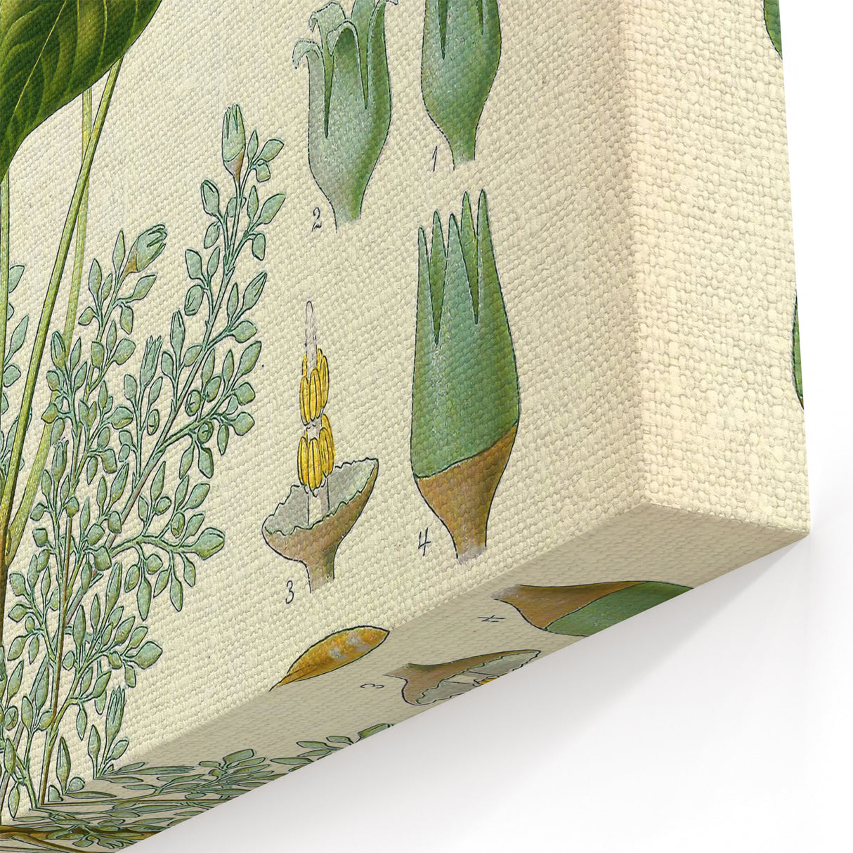 Vintage Botanical Illustration Art – Hevea brasiliensis Rubber Tree Wall Art