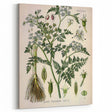 Vintage Botanical Illustration Art – Oenanthe phellandrium Wall Art