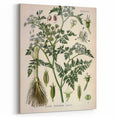 Vintage Botanical Illustration Art – Oenanthe phellandrium Wall Art