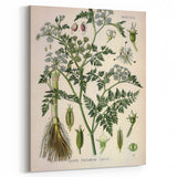 Vintage Botanical Illustration Art – Oenanthe phellandrium Wall Art