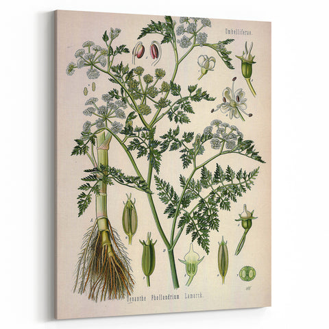 Vintage Botanical Illustration Art – Oenanthe phellandrium Wall Art