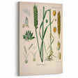 Vintage Botanical Illustration Art – Triticum vulgare Wheat Wall Art