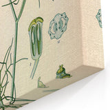Vintage Botanical Illustration Art – Foeniculum capillaceum Fennel Wall Art