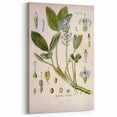 Botanical Art Prints – Vintage Botanical Illustration Art