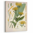 Botanical Art Prints – Vintage Floral Illustration Art