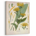 Botanical Art Prints – Vintage Floral Illustration Art