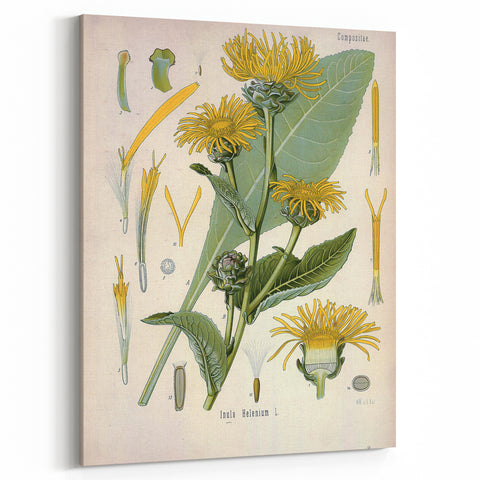 Botanical Art Prints – Vintage Floral Illustration Art