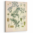 Botanical Art Prints – Vintage Herb Illustration Art