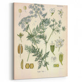 Botanical Art Prints – Vintage Herb Illustration Art
