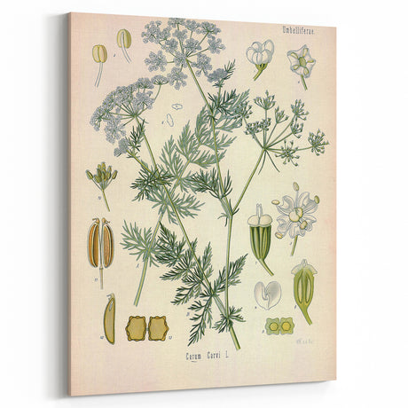 Botanical Art Prints – Vintage Herb Illustration Art