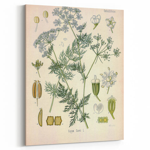 Botanical Art Prints – Vintage Herb Illustration Art