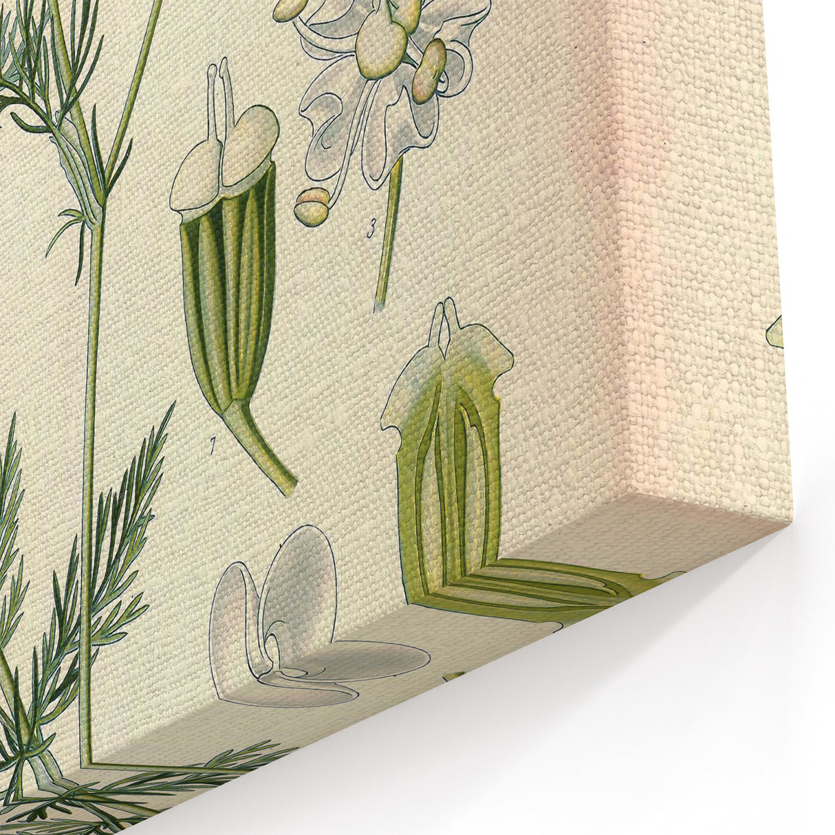 Botanical Art Prints – Vintage Herb Illustration Art