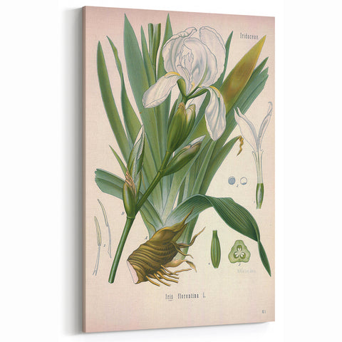 Botanical Art Prints – Vintage Iris Floral Illustration