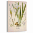 Botanical Art Prints – Vintage Iris Floral Illustration