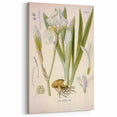 Botanical Art Prints – Vintage Iris Floral Illustration