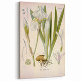 Botanical Art Prints – Vintage Iris Floral Illustration