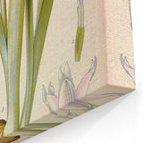 Botanical Art Prints – Vintage Iris Floral Illustration